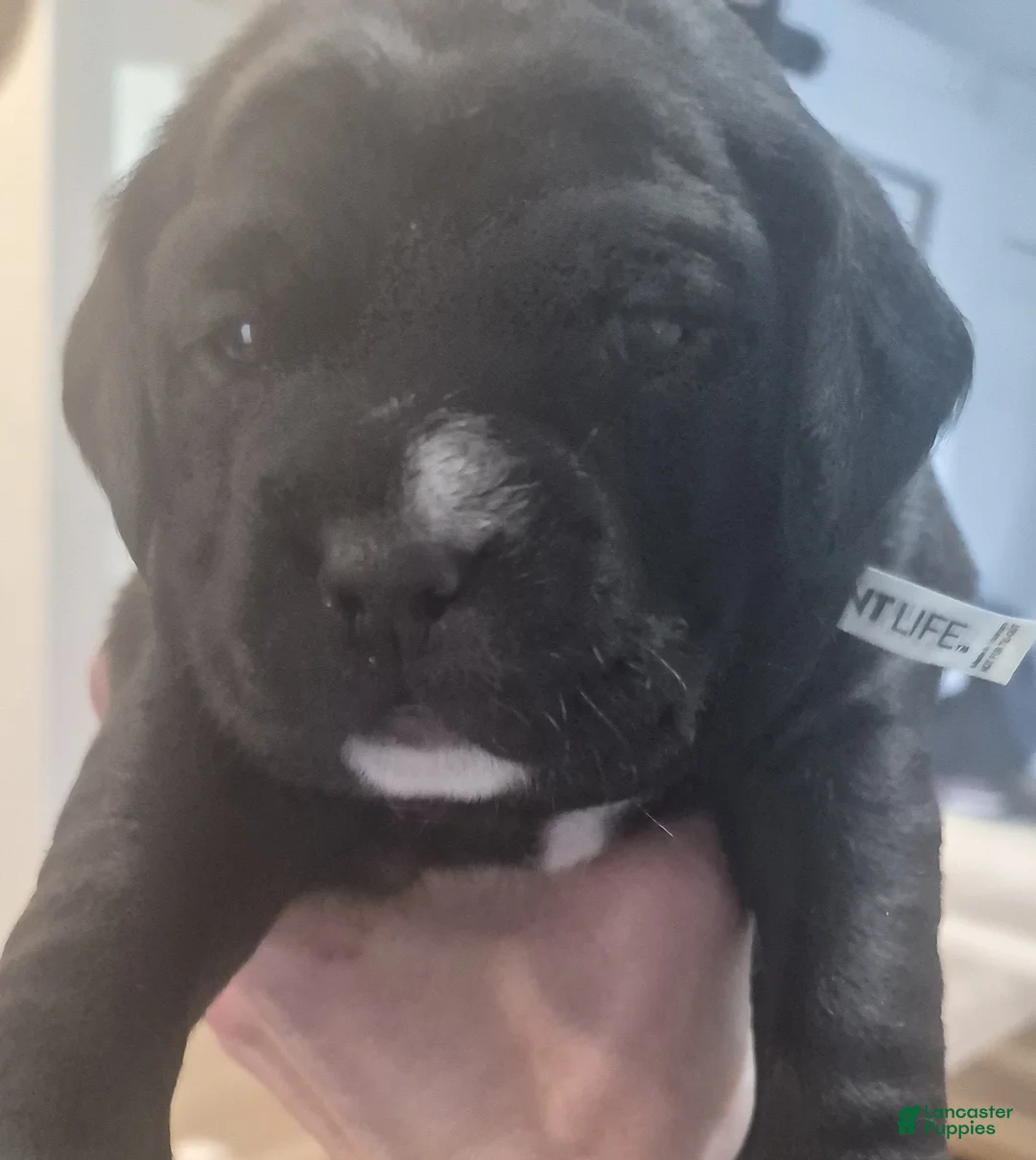 Mixed Breed dogs for sale: Mia - Ad 4