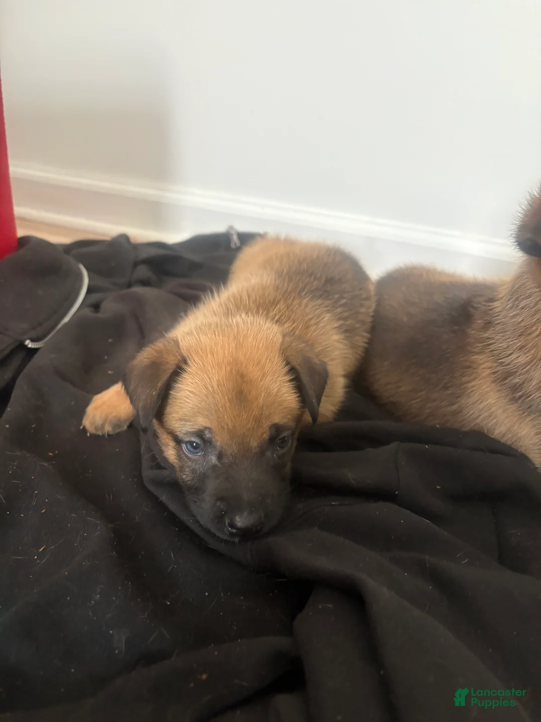 German Shepherd dogs for sale: German Shepherd Puppy 4 - Ad 1