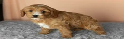 Mixed Breed dogs for sale: Bentley  - Ad 3