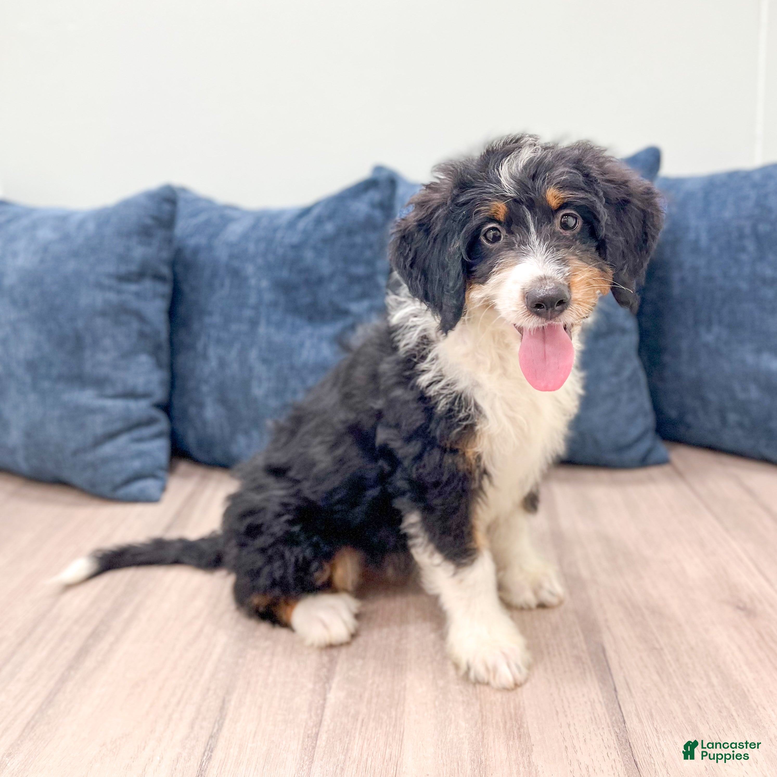 Mini Bernedoodle dogs Rosie - New Video - Ad 2