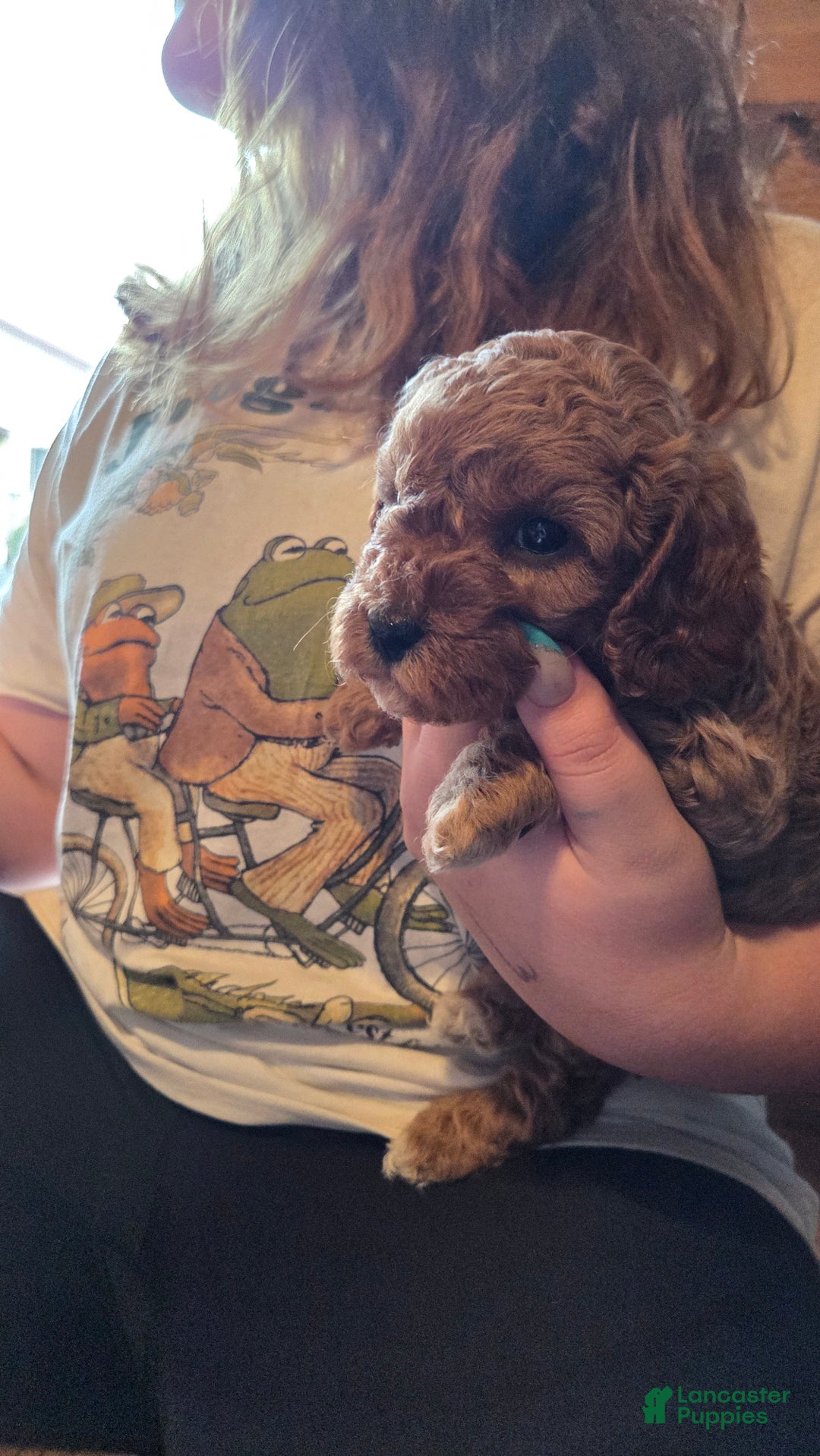 Cavapoo dogs for sale: River - Ad 12