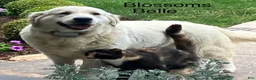 Golden Retriever dogs for sale: Golden Retriever 3 Aden/green - Ad 3