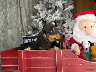 Miniature Dachshund dogs Full AKC Russian boy - Ad 2