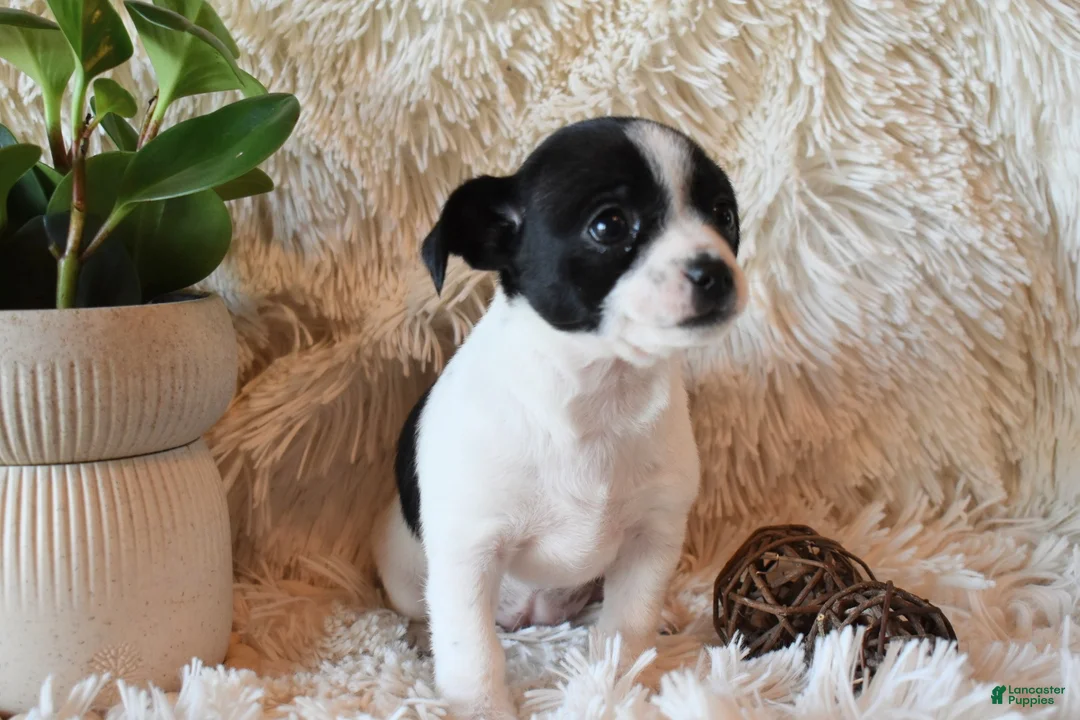 Chihuahua dogs for sale: Desiree - Ad 2