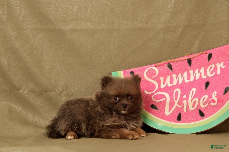 Pomeranian dogs Asher - Ad 1