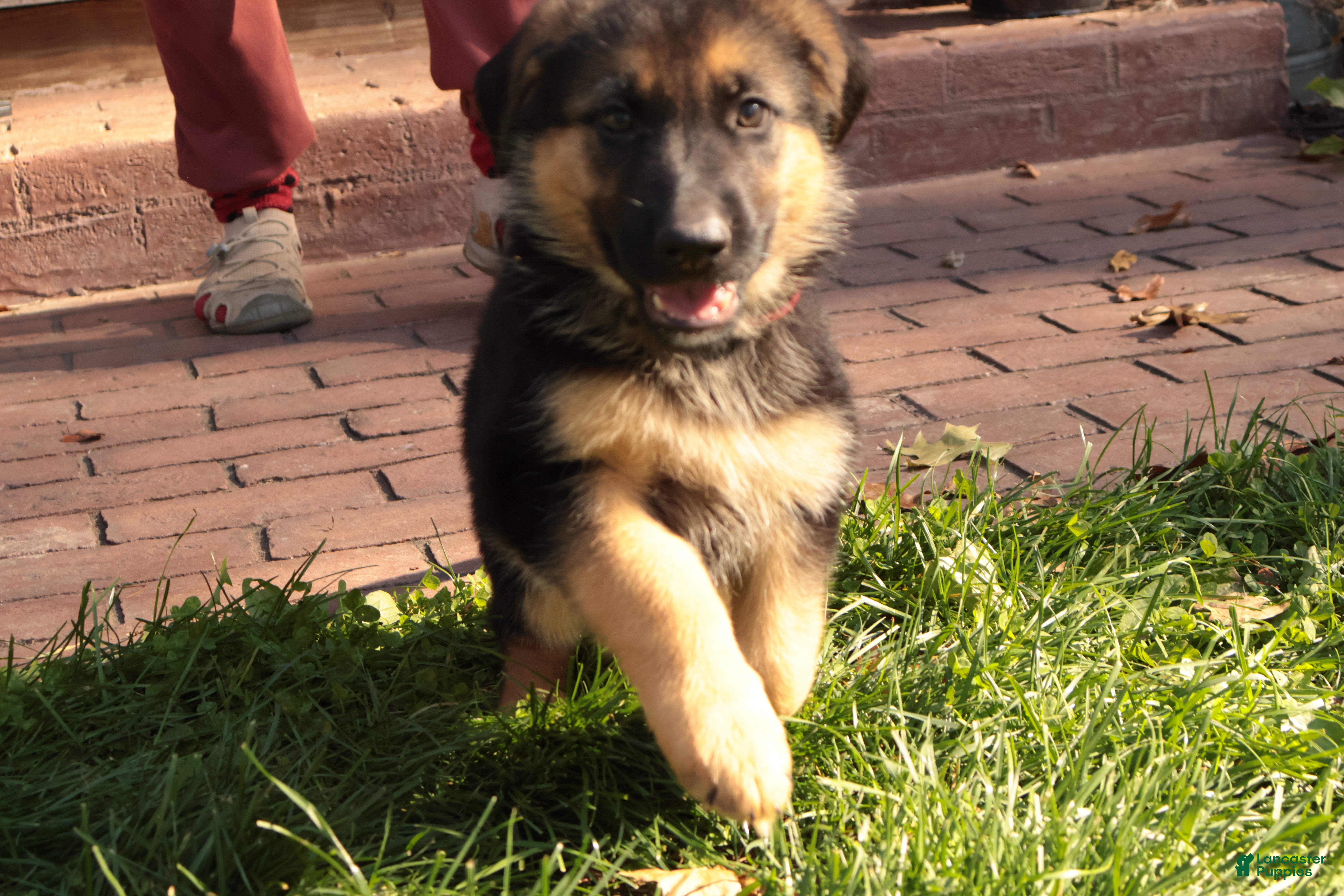 German Shepherd dogs for sale: America - Ad 2