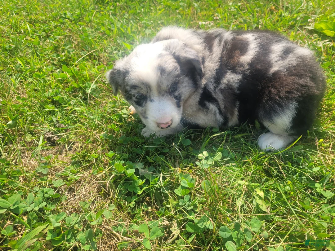 Mixed Breed dogs for sale: Kim  - Ad 5