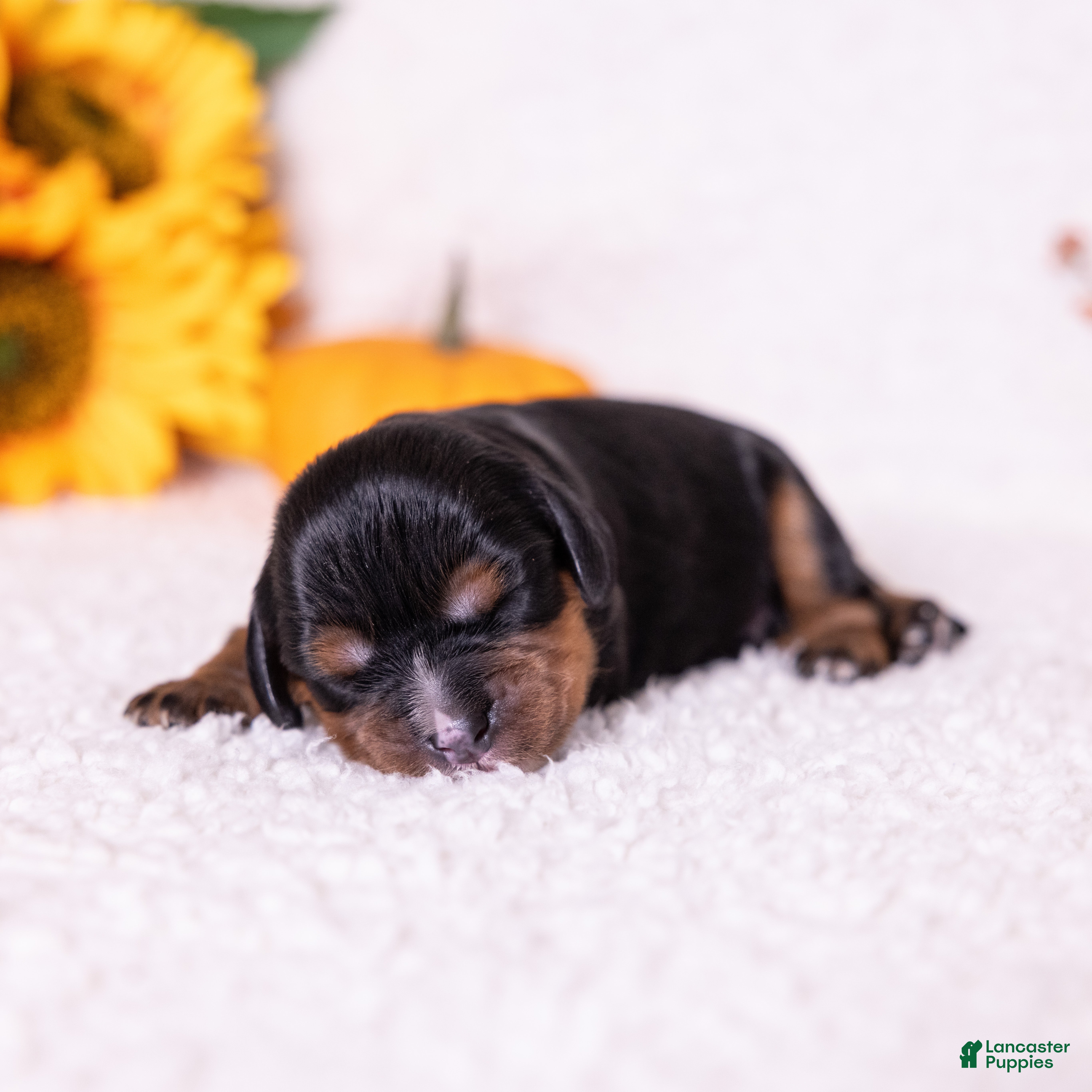 Cavalier King Charles Spaniel dogs Judah - Ad 2