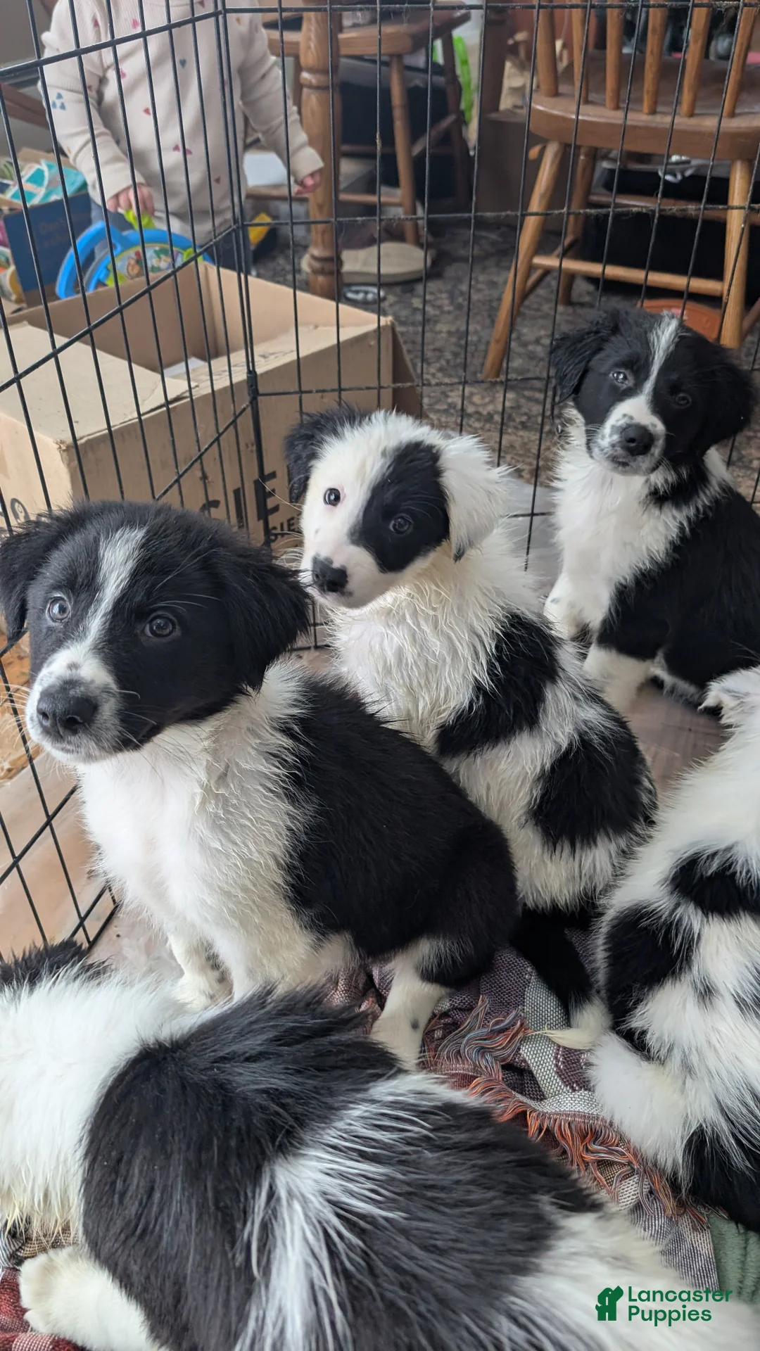 Mixed Breed dogs for sale: Male Puppy 5 - Ad 1