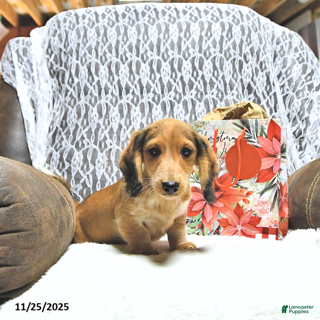 Miniature Dachshund dogs for sale: Aspen - Ad 2
