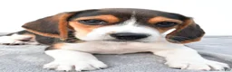 Beagle dogs for sale: Arlene - Ad 5