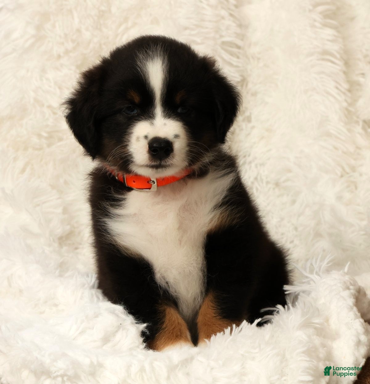 Australian Shepherd dogs Charlie - Ad 2