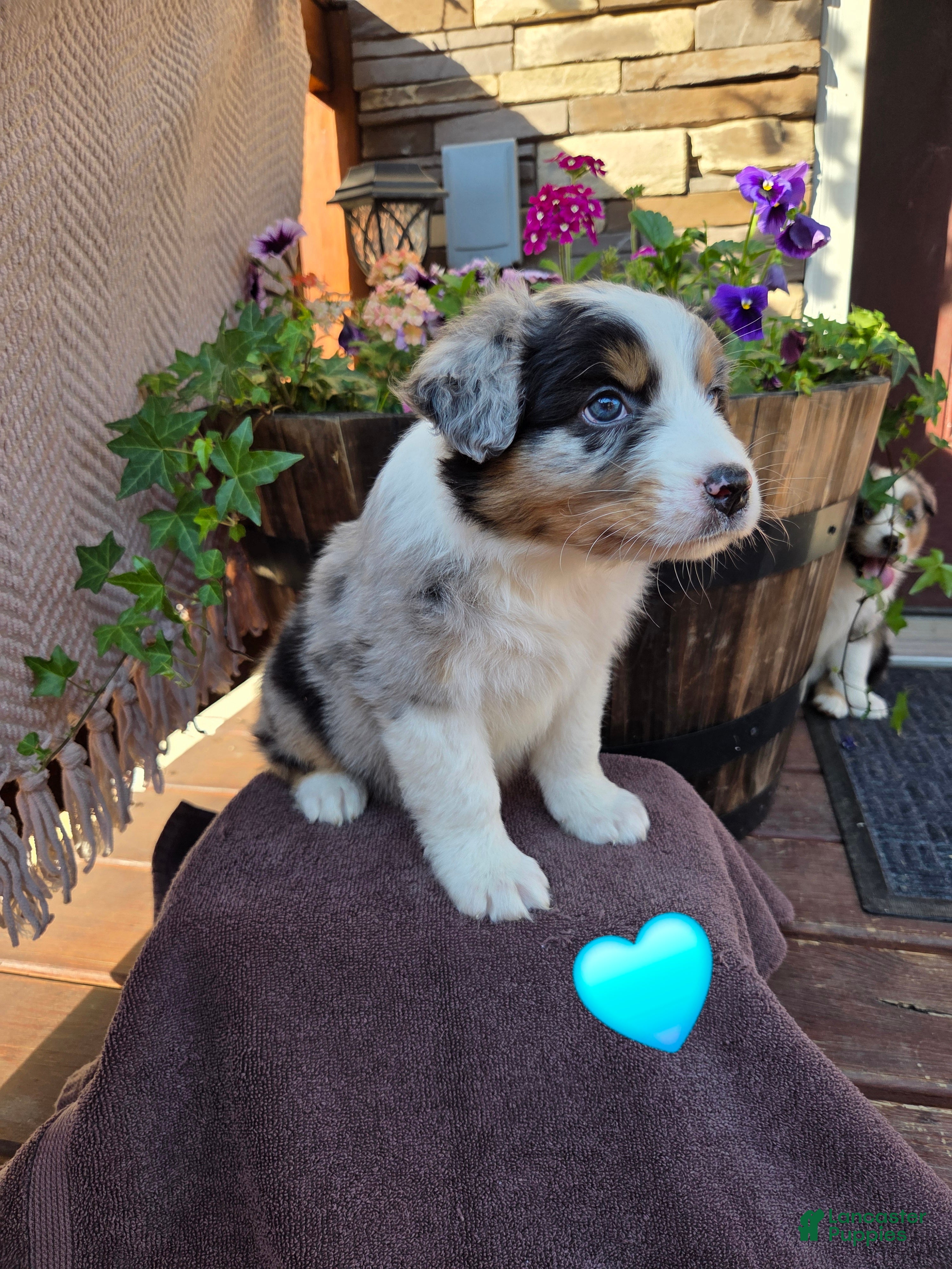 Australian Shepherd dogs Randal - Ad 2