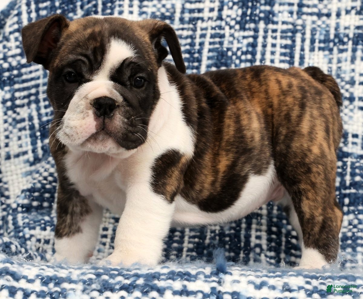 English Bulldog dogs Brutus - Ad 1