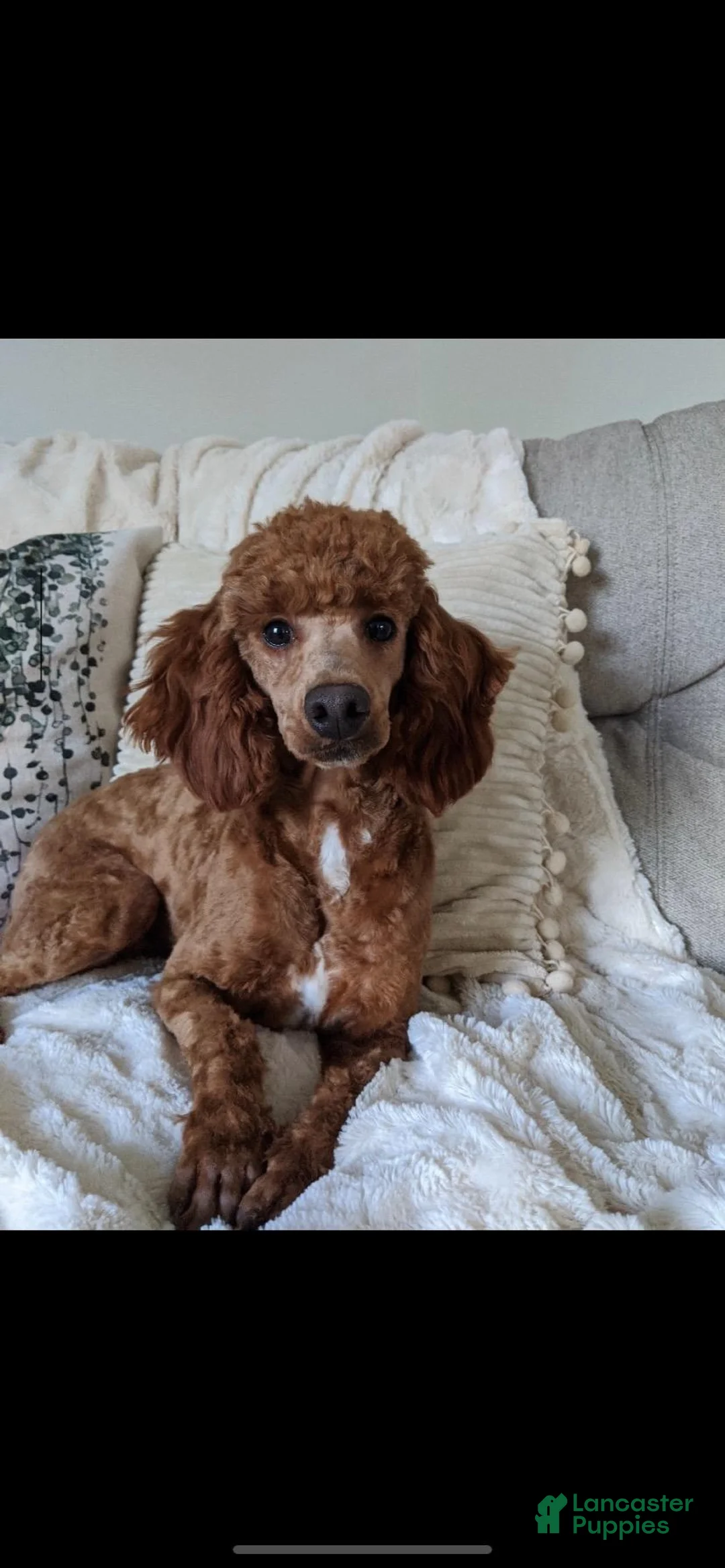 Cavapoo dogs for sale: Trixi - Ad 9