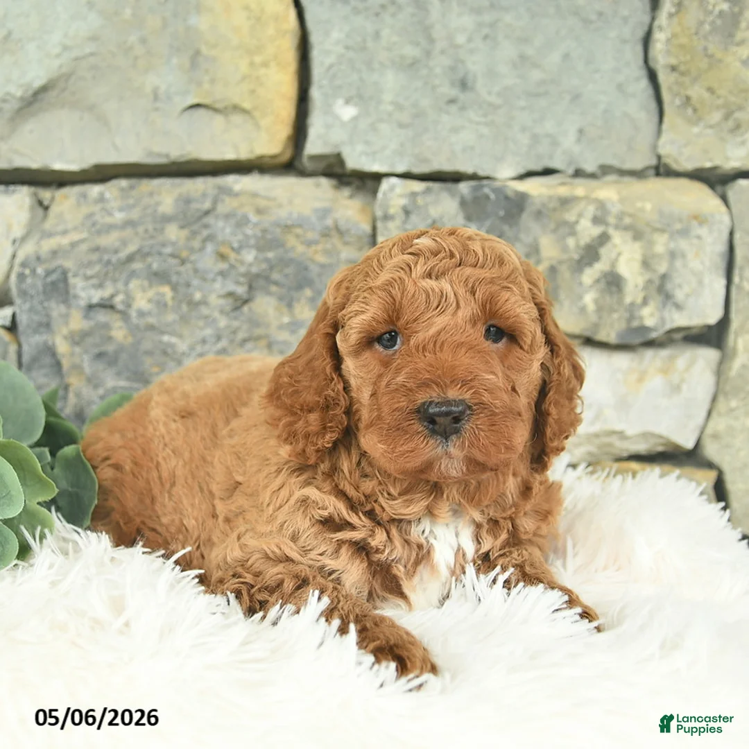 Mini Goldendoodle dogs for sale: Rain - Ad 3