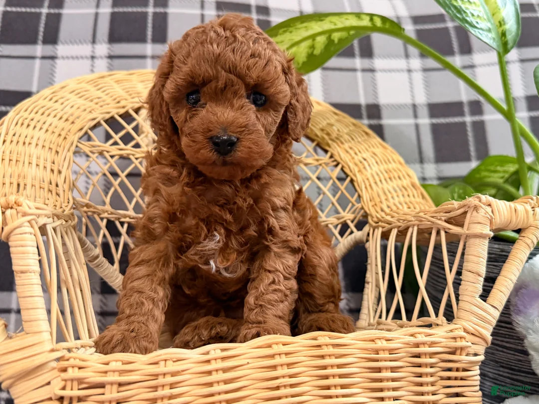 Toy Poodle dogs for sale: Ruby - Ad 2