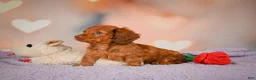 Dachshund dogs for sale: Rose - Ad 2