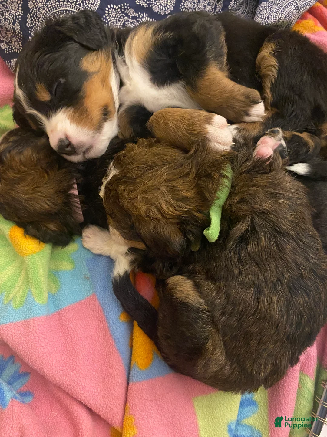 Bernedoodle dogs for sale: Bernedoodle Puppy 9 - Ad 10