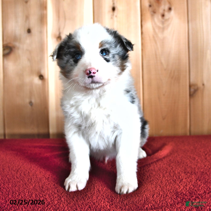 Australian Shepherd dogs Flint - Ad 1