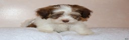 Shihpoo dogs for sale: Ethan - Ad 3