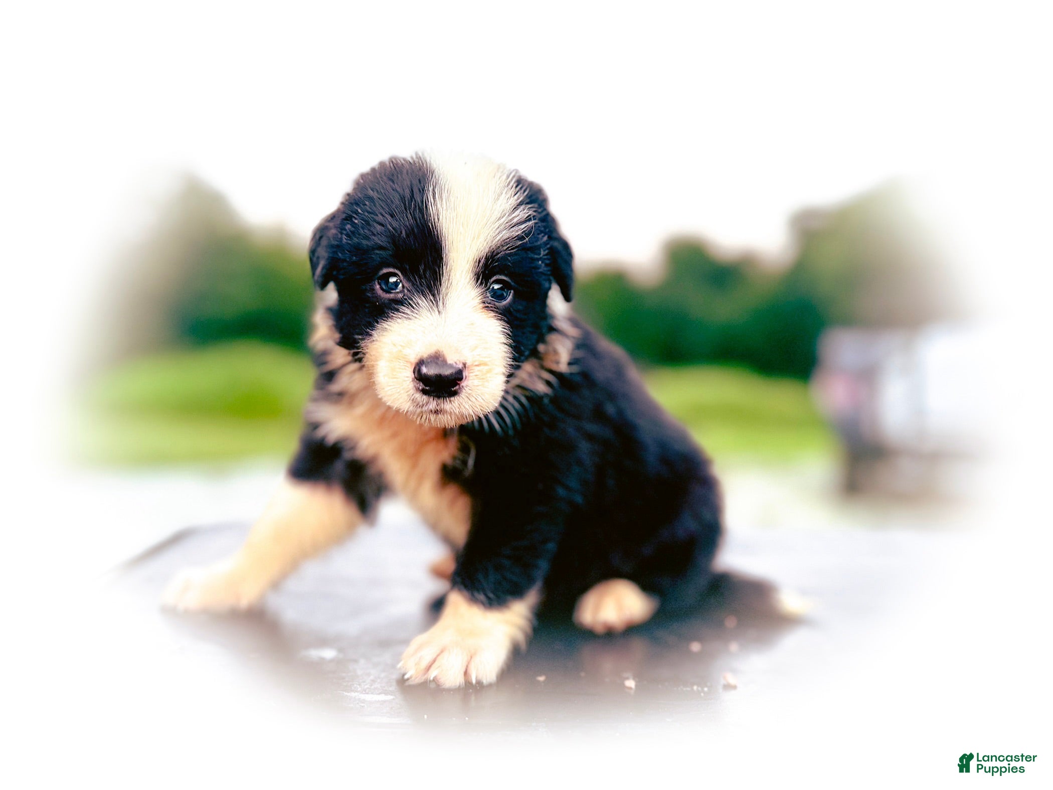 Border Collie dogs Sombyr - Ad 42