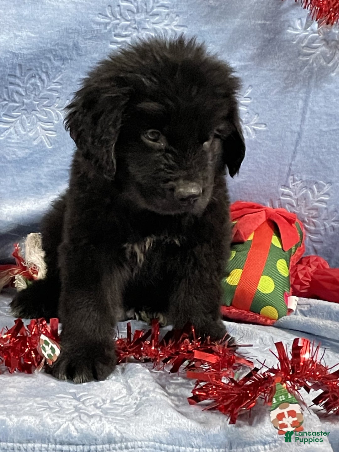 Newfoundland dogs for sale: Newfoundland Puppy 1 - Ad 4