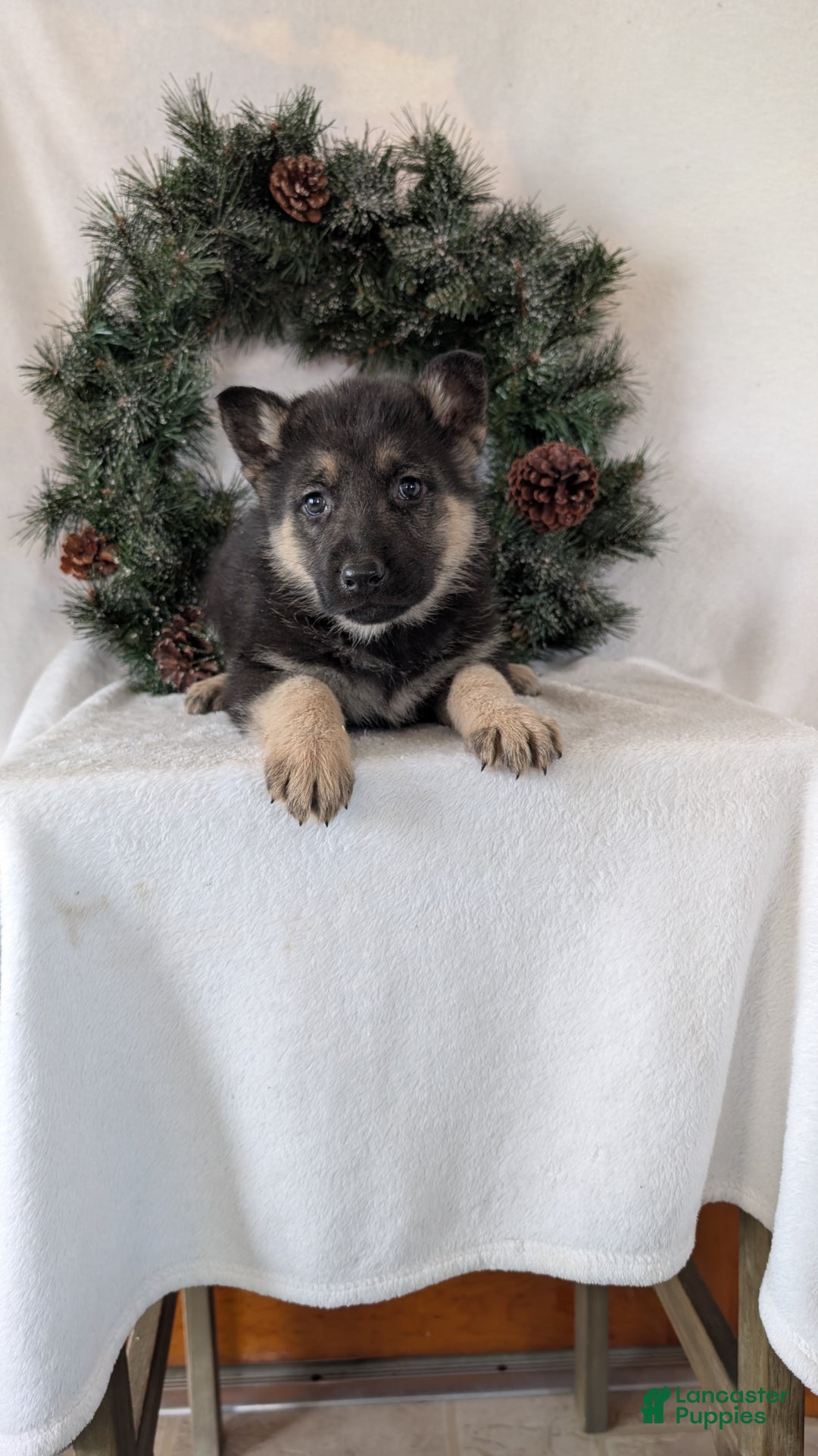German Shepherd dogs for sale: Jay - Ad 4
