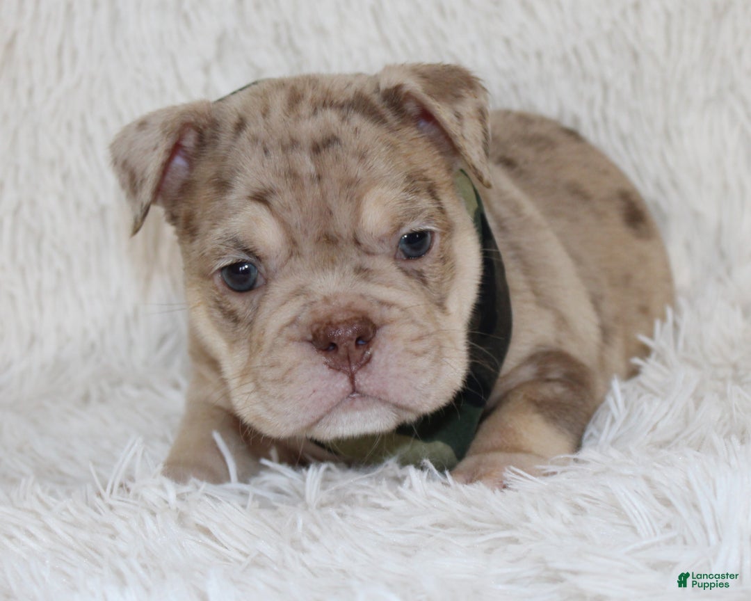 English Bulldog dogs for sale: Parry - Ad 4