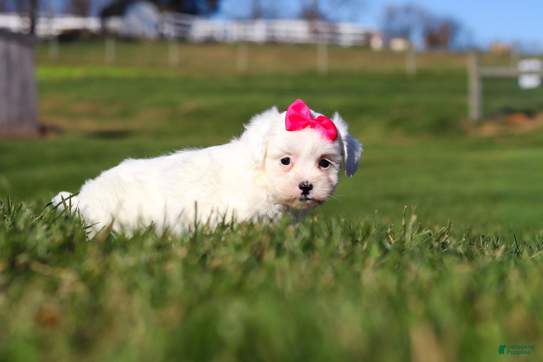 Shihpoo dogs for sale: Lily - Ad 7