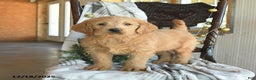Labradoodle dogs for sale: Duke - Ad 1