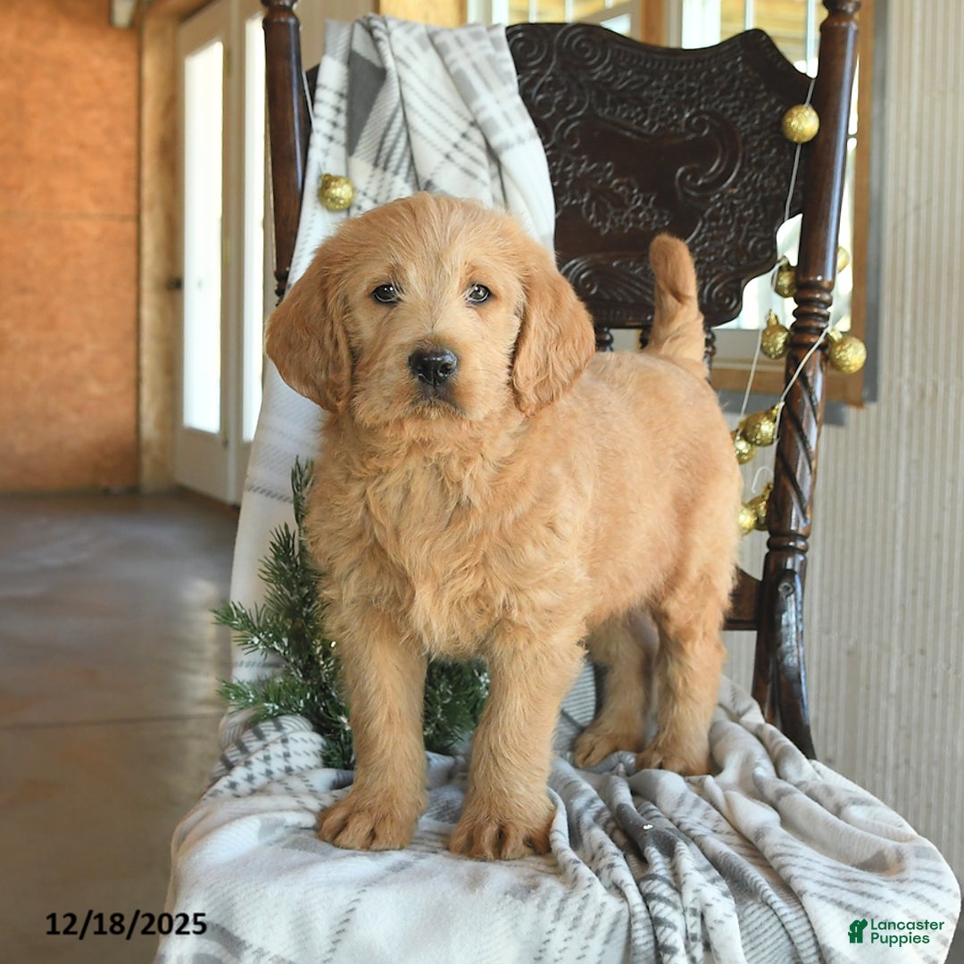 Labradoodle dogs for sale: Duke - Ad 1