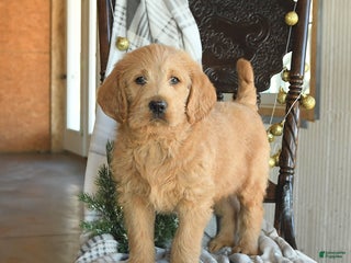 Labradoodle dogs Duke - Ad 11