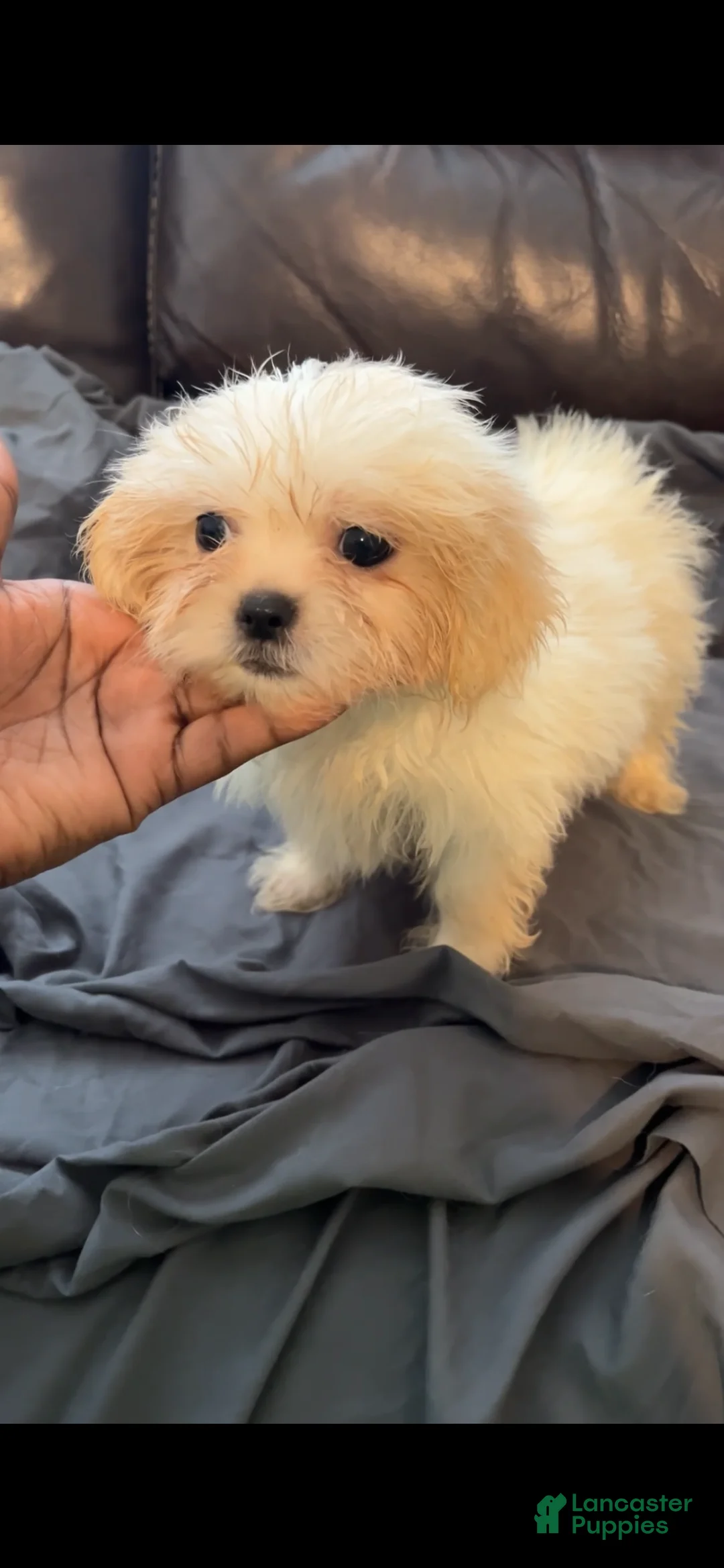 Mixed Breed dogs for sale: Casper - Ad 1