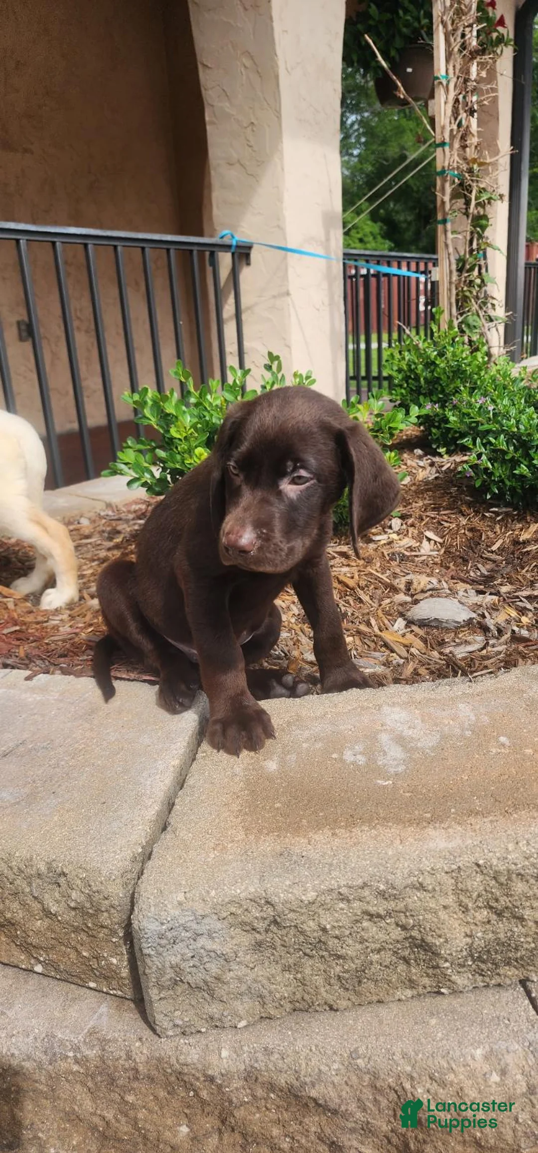 Labrador Retriever dogs for sale: Jan - Ad 5
