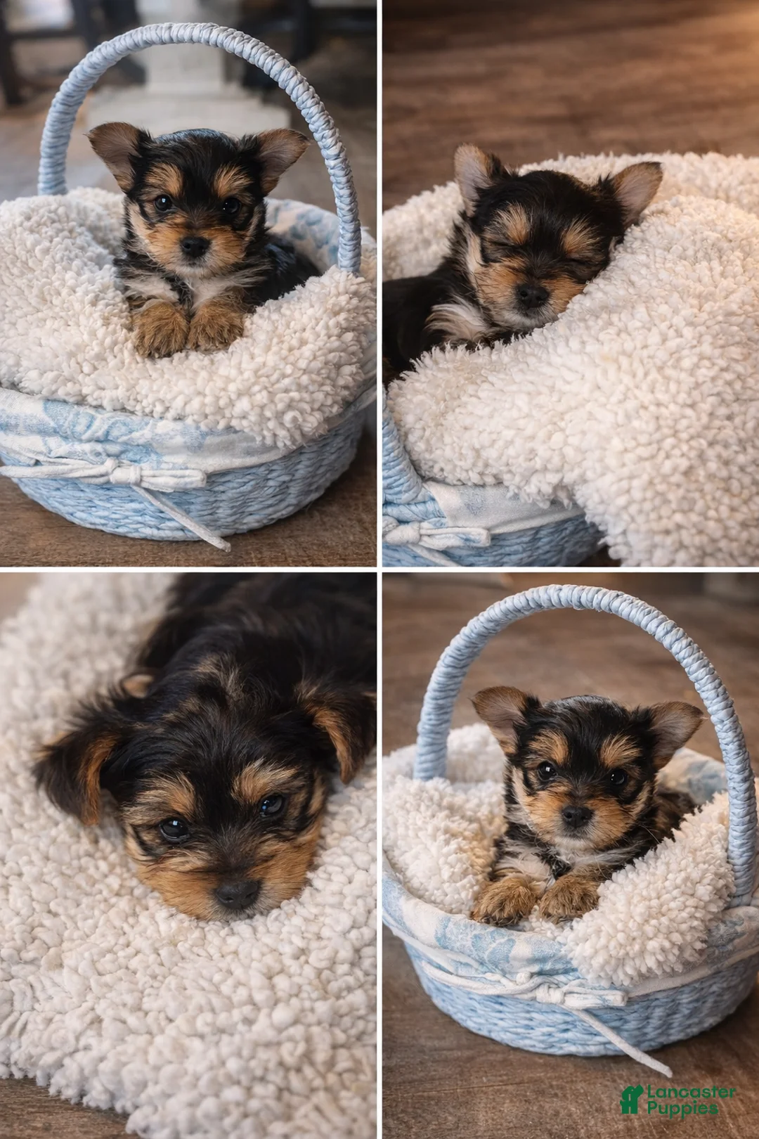 Yorkshire Terrier dogs for sale: Yorkshire Terrier Puppy 2 - Ad 6