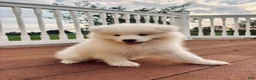 Samoyed dogs for sale: Finn - Ad 12