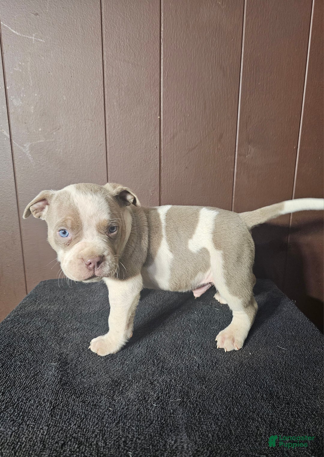 American Bully dogs for sale: Bruiser - Lilac Pied - Ad 2
