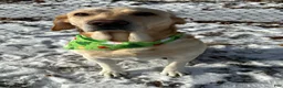 Labrador Retriever dogs for stud: Reed (6y stud) - Ad 10