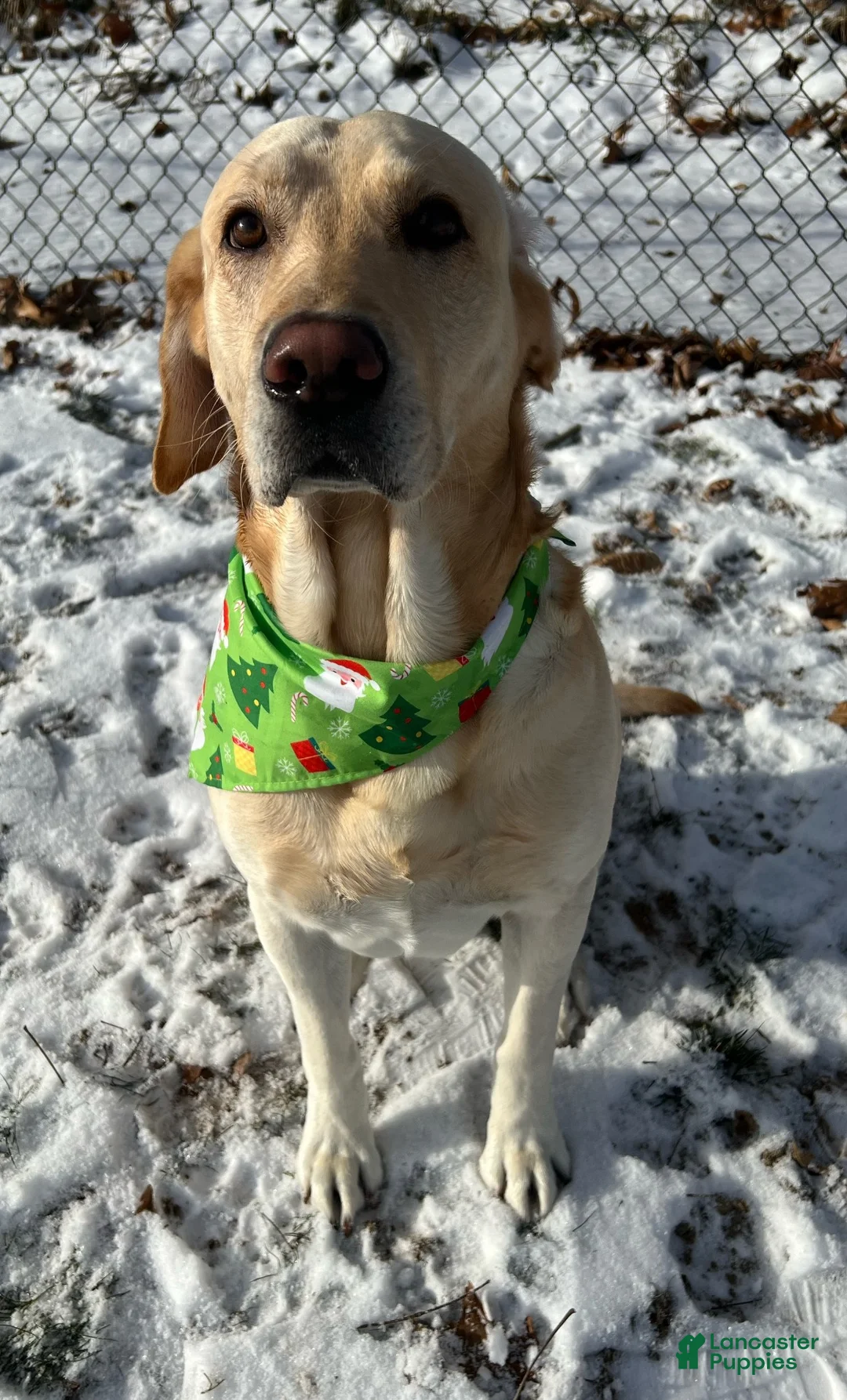 Labrador Retriever dogs for stud: Reed (6y stud) - Ad 10