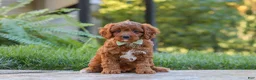 Cavapoo dogs for sale: Benji - Ad 3