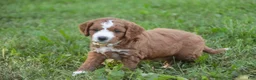 Cavapoo dogs for sale: Blaise Cavapoo  - Ad 20
