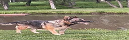 German Shepherd dogs for sale: Cordell - Ad 10