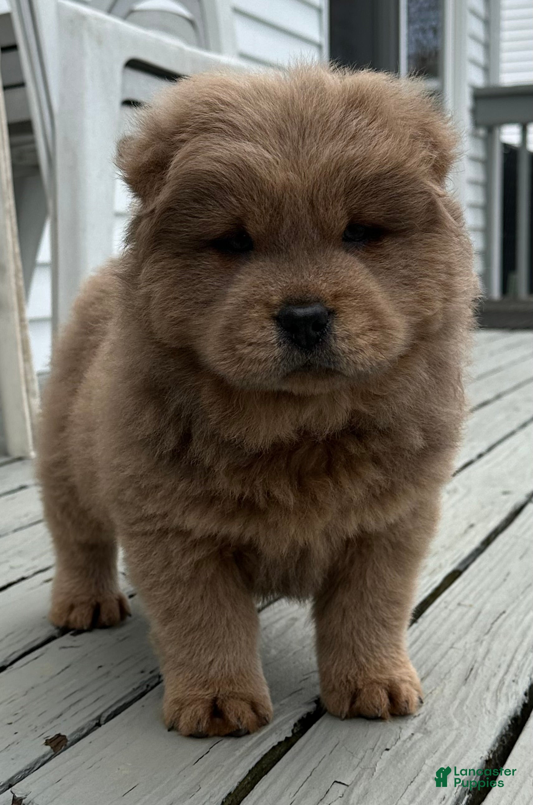 Chow Chow dogs Tank - Ad 8