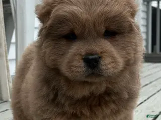 Chow Chow dogs Tank - Ad 11