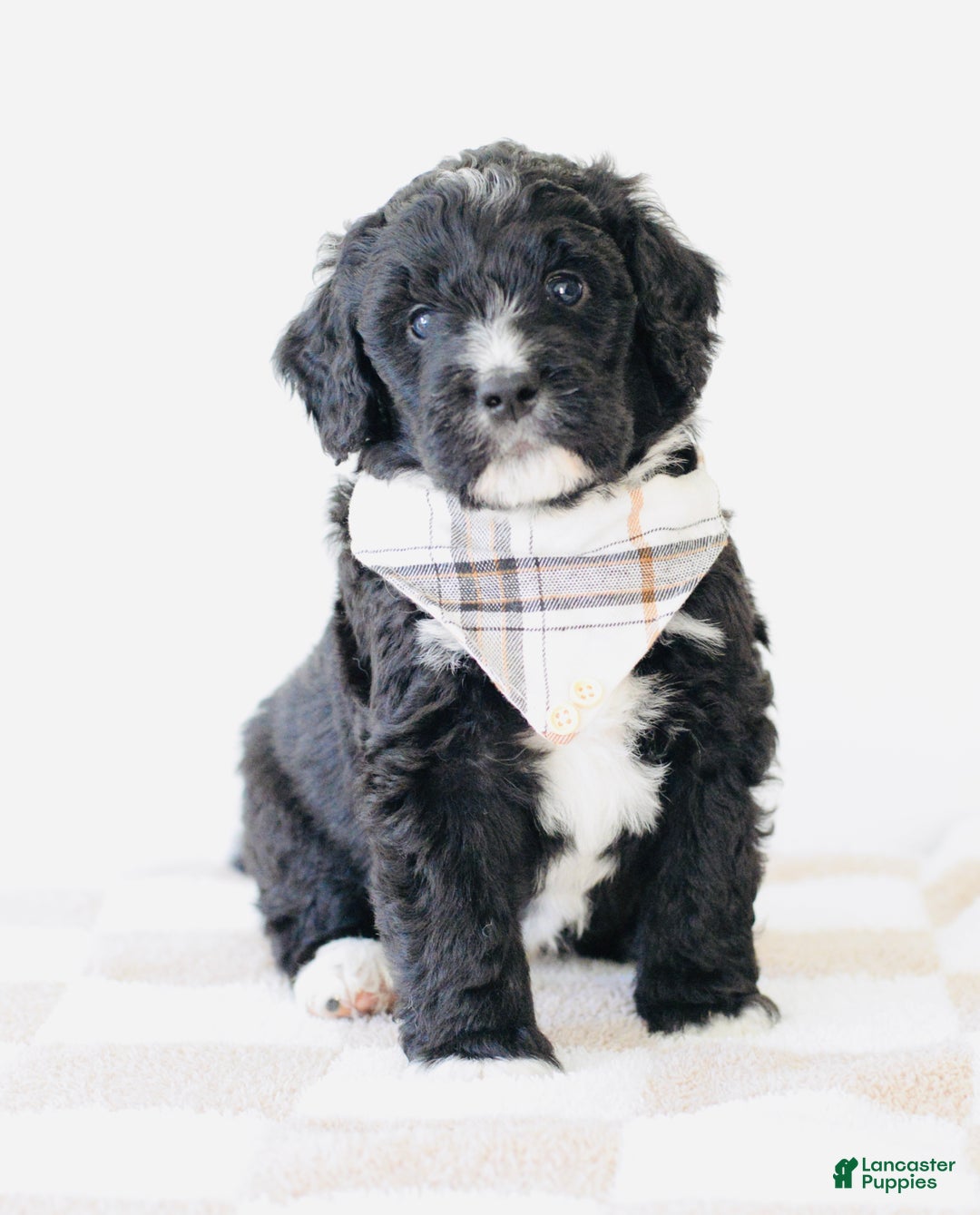 Bernedoodle dogs for sale: Fleece  - Ad 2