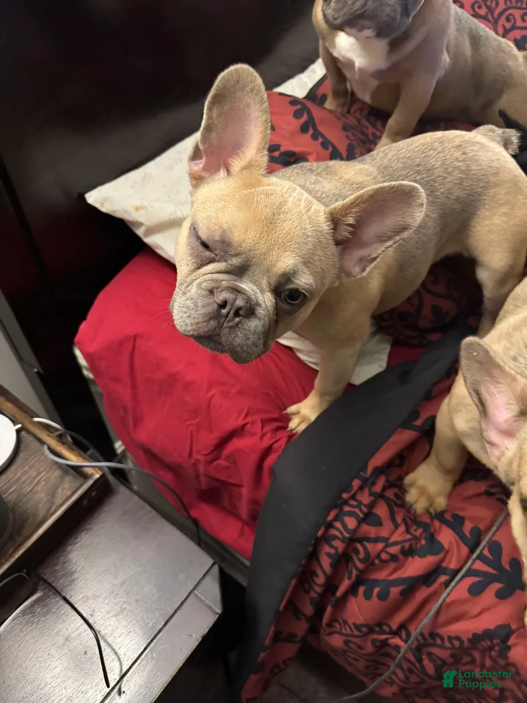 French Bulldog dogs for sale: Blessing - Ad 23