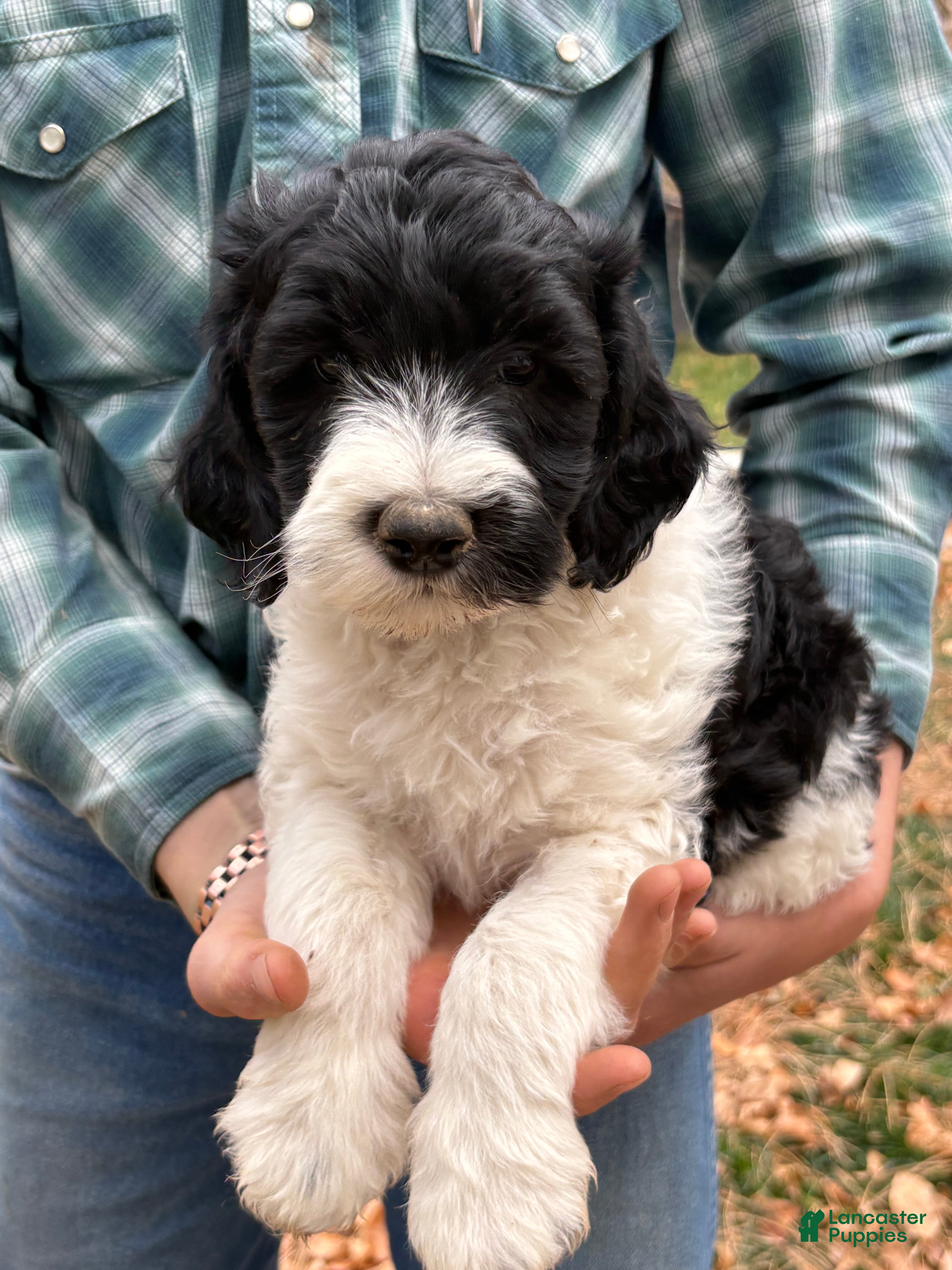 Mixed Breed dogs for sale: Meet Cindee – Black & White Female Mini Bernedoodle Puppy for Sale | Twin Falls, Idaho - Ad 2