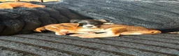 Mixed Breed dogs for sale: Mixed Breed 3 - Ad 4