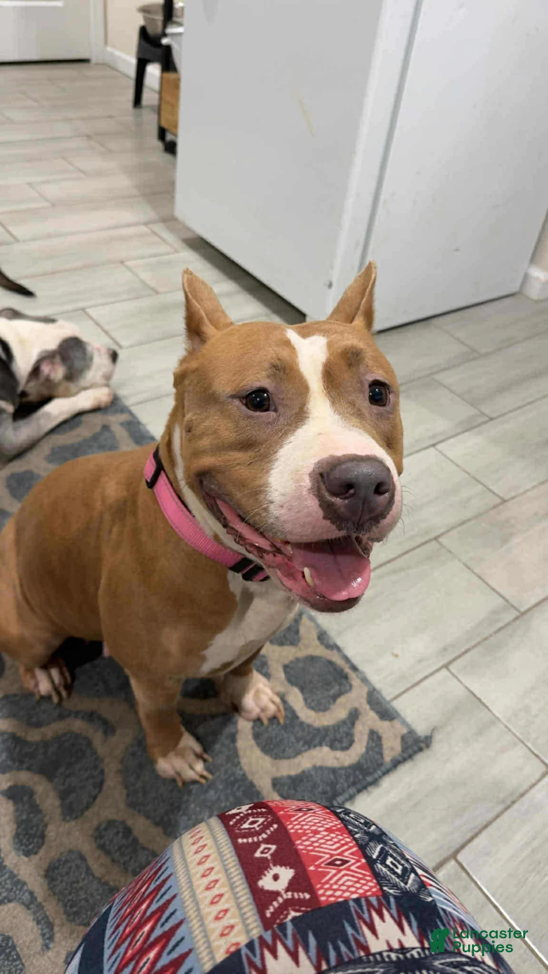 American Bully dogs for sale: American Bully 1 - Ad 2